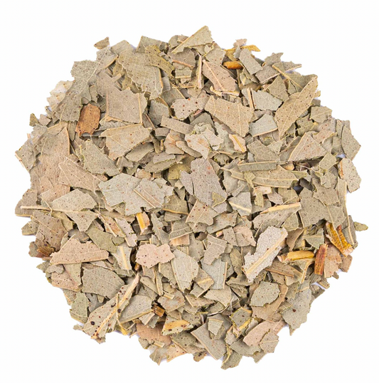 Feuilles eucalyptus