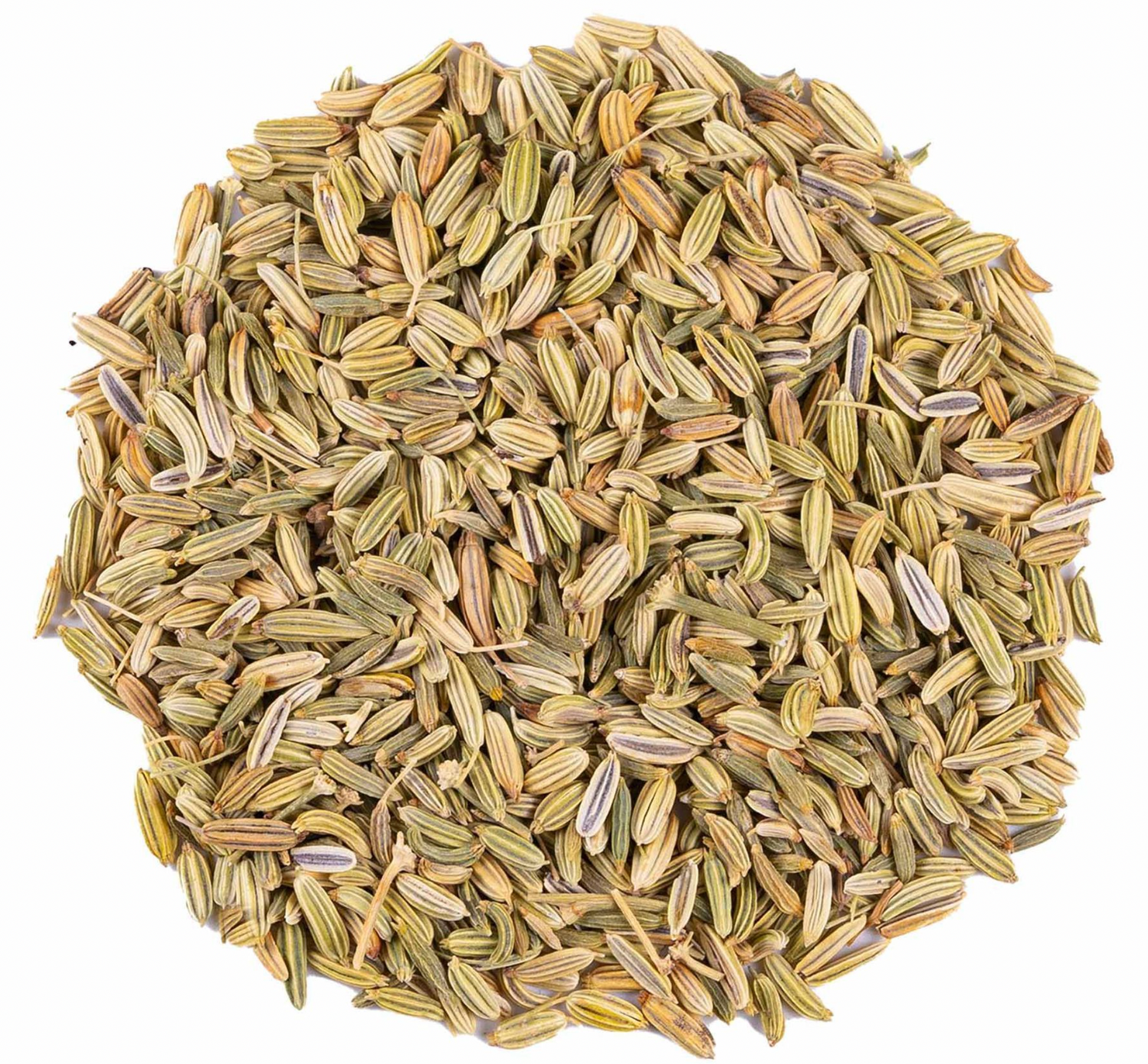 Fenouil